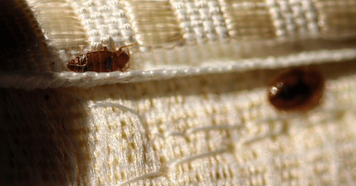 How to Know If You Have Bed Bugs on Your Hair? (4 Prevention Tips and 4