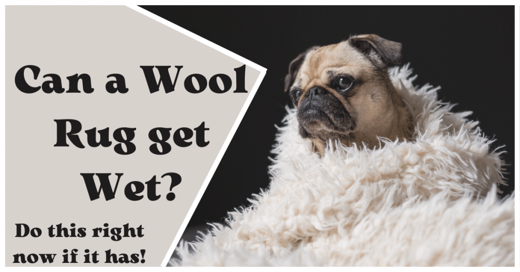 Wool Rug get Wet Wool Rug get Wet