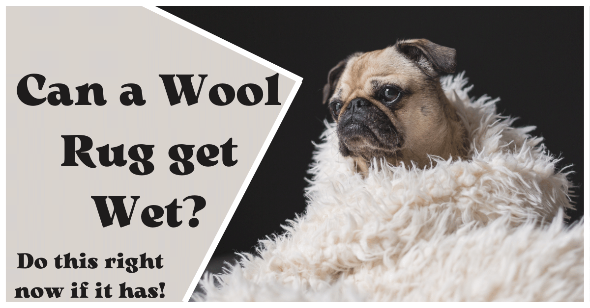 Can a Wool Rug Get Wet? (Do This Right Now If It Has!) Carpet and Rug