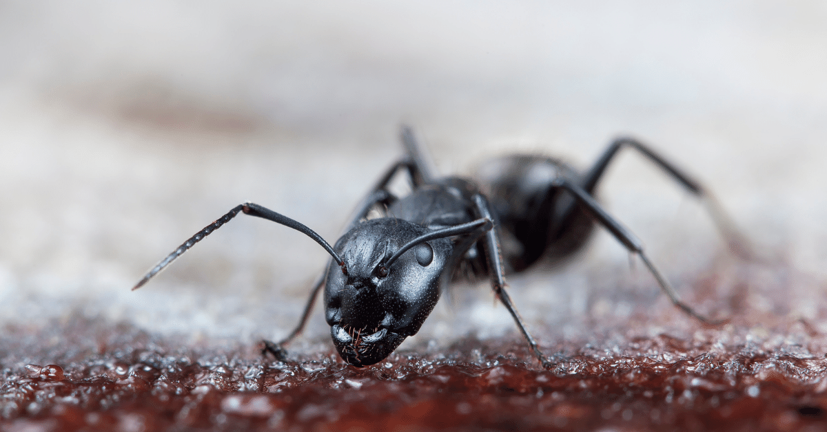 What Causes Ants in Carpet? (3 Most Common Reasons) Carpet and Rug World