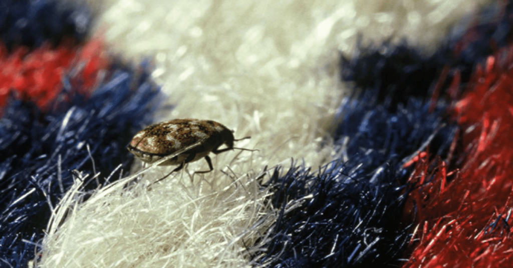Carpet Beetles Spread Carpet Beetles Spread