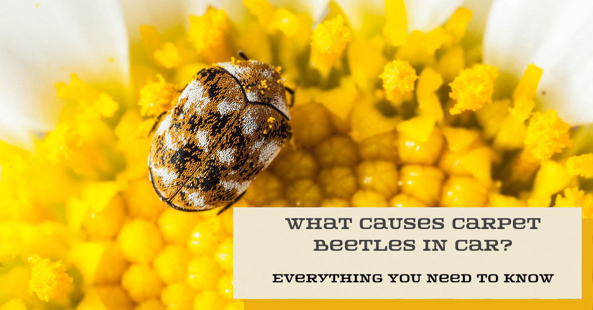 What Causes Carpet Beetles in Car? (Everything You Need to Know