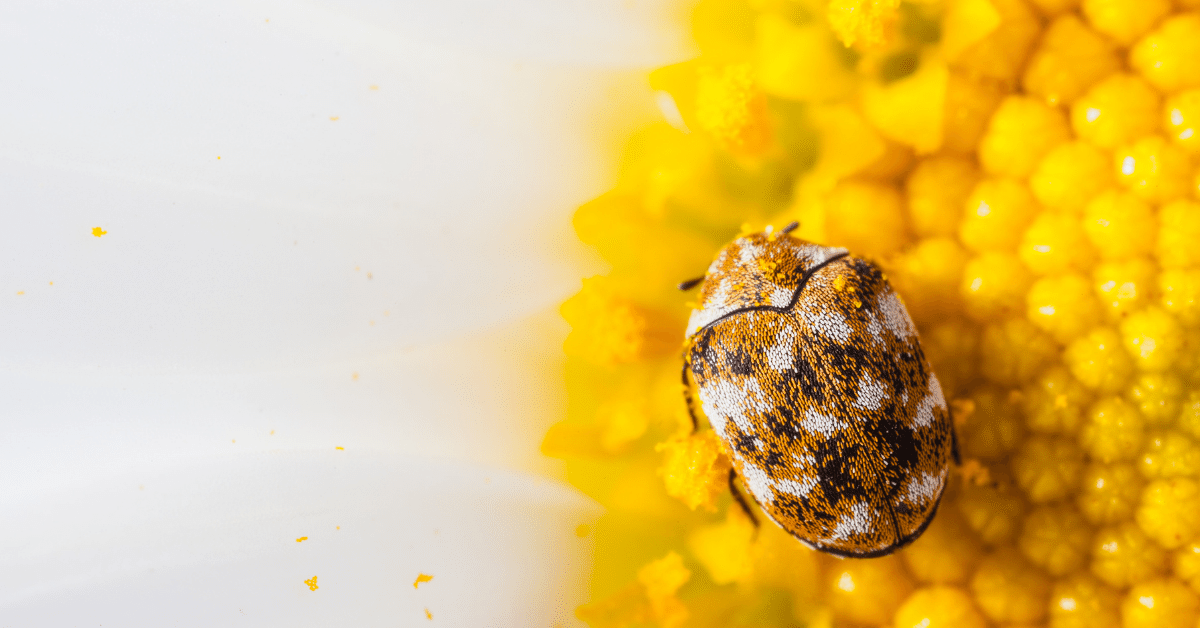 What Causes Carpet Beetles in House? (All You Should Know) Carpet and Rug World