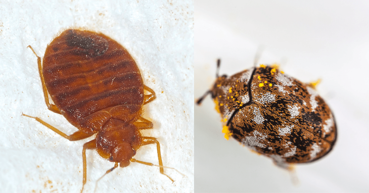 Are These Carpet Beetles or Bed Bugs? (5 Main Differences) Carpet and