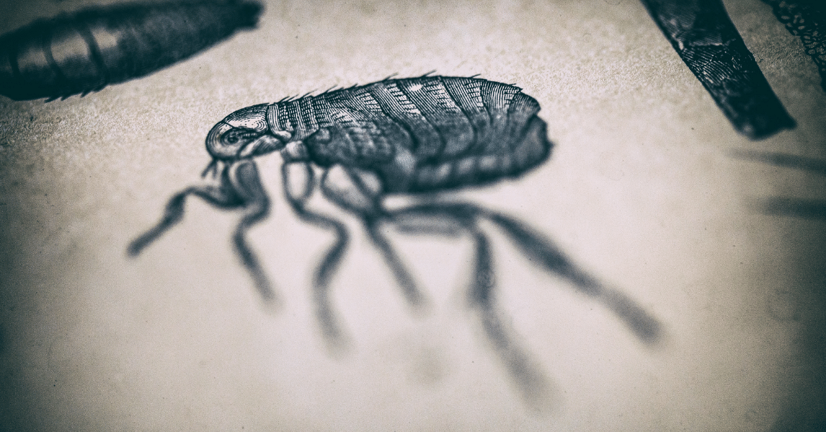 Carpet Fleas Causes, Prevention Tips and How to Get Rid of Them in 5