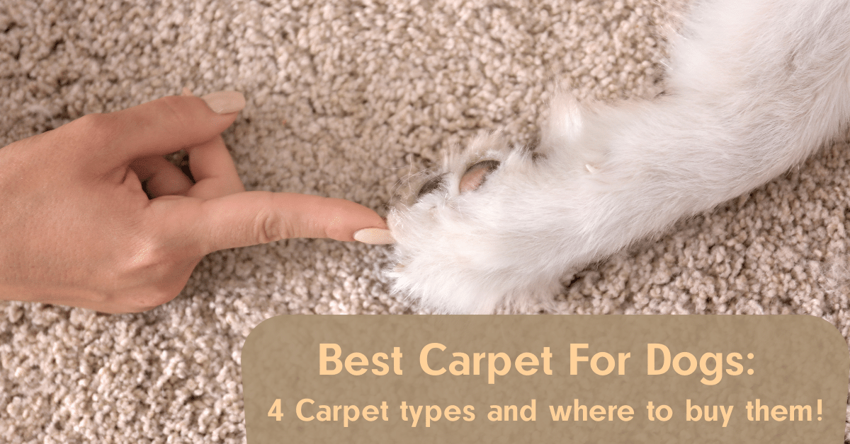 Best Carpet For Dogs 4 Carpet Types and Where to Buy Them! Carpet