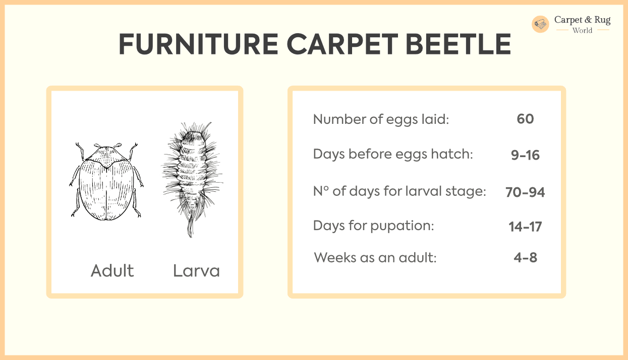 How to Get Rid of Carpet Beetles (Everything You Need to Know
