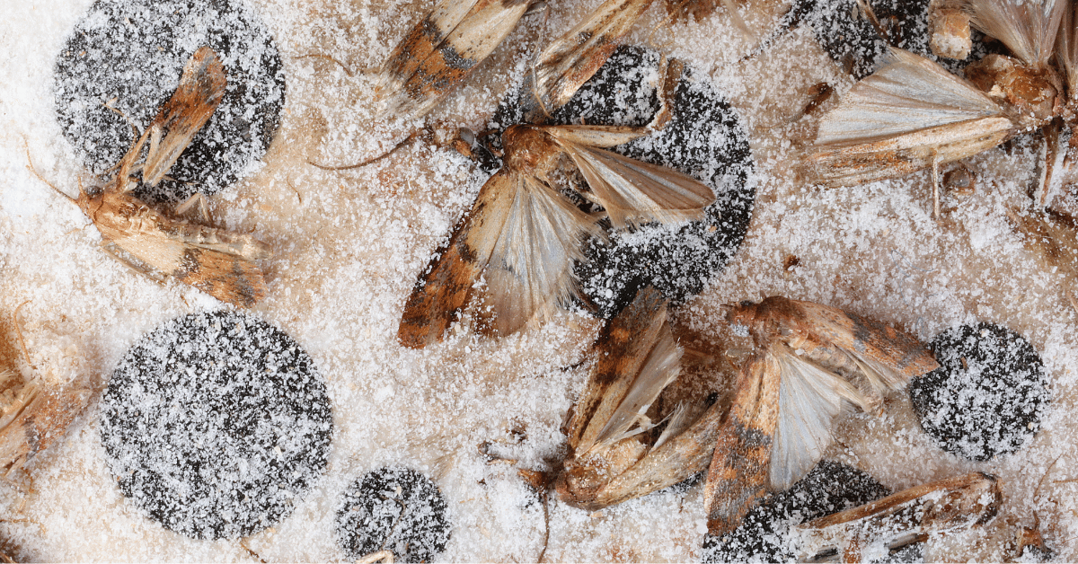 How to Kill and Prevent Carpet Moths (Step by Step Guide) Carpet and