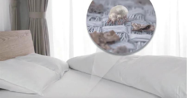 ticks in the mattress ticks in the mattress