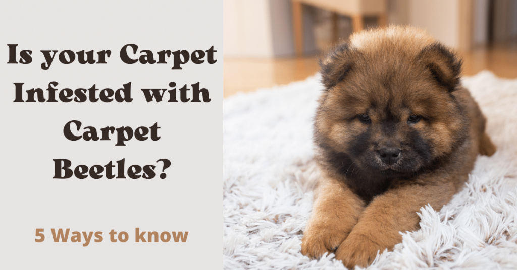 Carpet Infested with Carpet Beetles Carpet Infested with Carpet Beetles