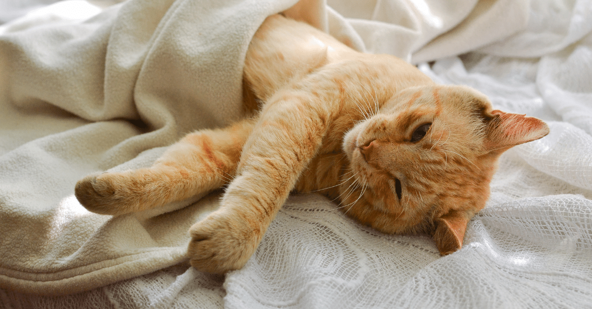 How to Get Cat Pee Out of Mattress? (10 Simple Steps) Carpet and Rug