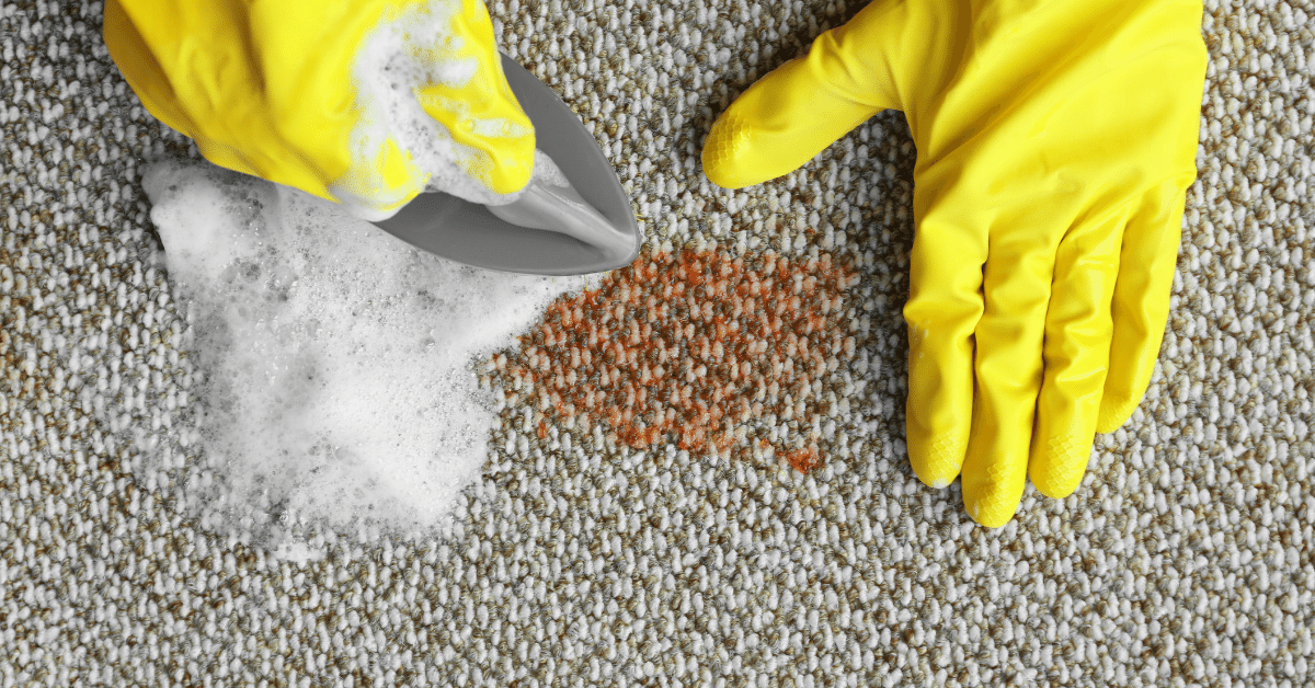How to Clean Cat Poop in Carpet? (StepByStep Guide) Carpet and Rug World