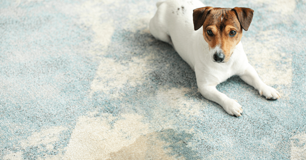 What Carpet Cleaner is Best for Pet Urine? (5 Machines and 5 Cleaning