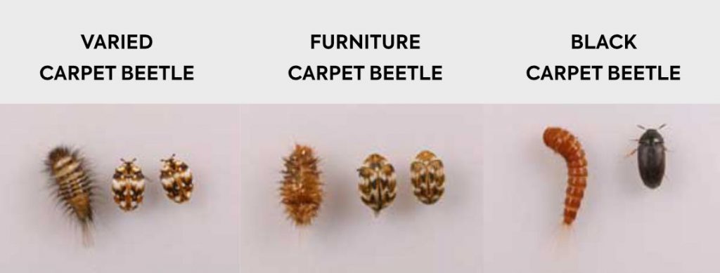 Types of carpet beetles