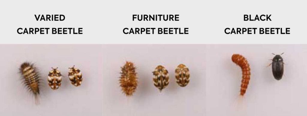 Types of carpet beetles Types of carpet beetles