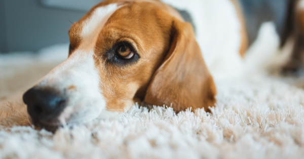 dog on carpet dog on carpet