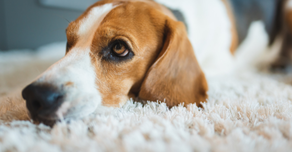 dog on carpet