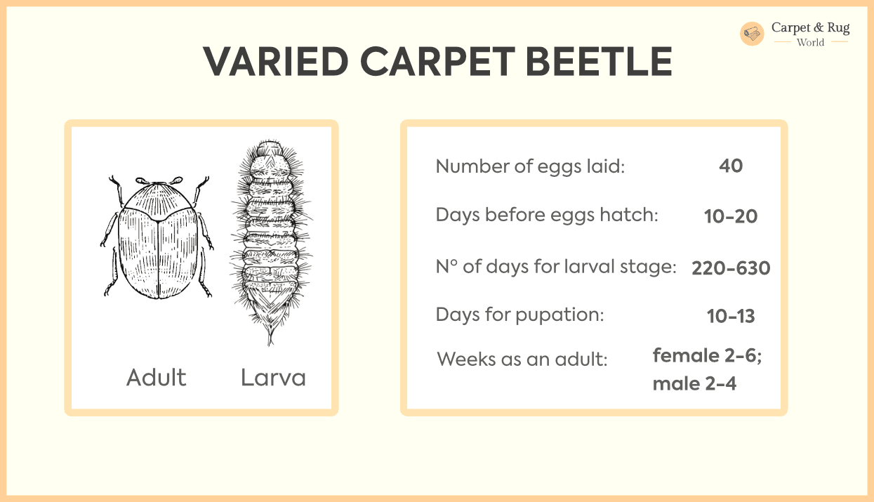 How to Get Rid of Carpet Beetles (Everything You Need to Know