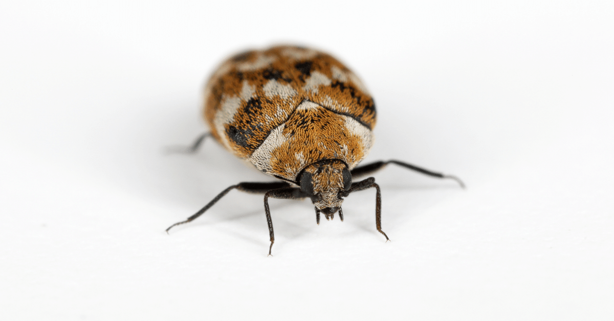What Causes Carpet Beetles? (All You Need to Know) Carpet and Rug World