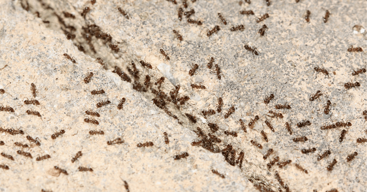 What Are Carpet Ants? (Everything You Need to Know!) Carpet and Rug World
