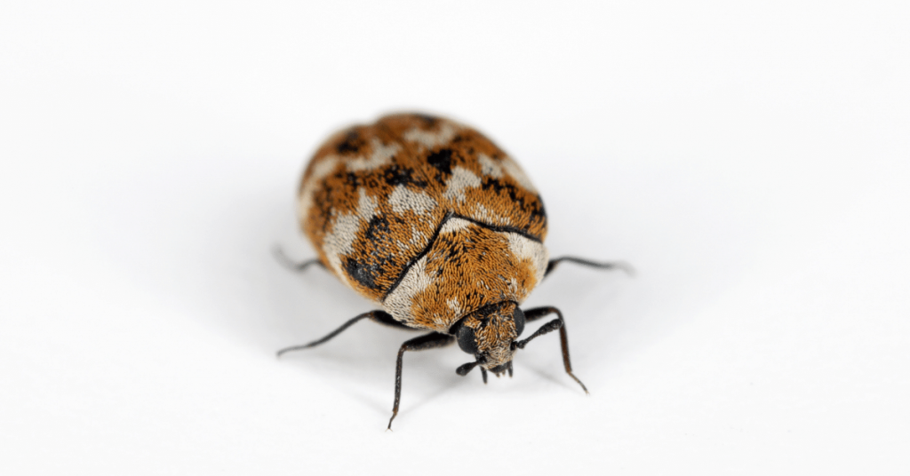 Carpet Beetle Carpet Beetle