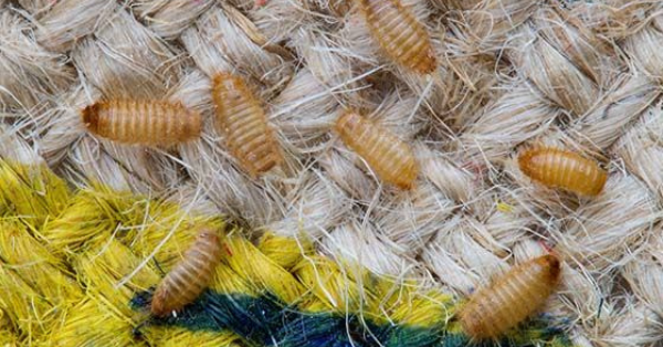 carpet beetle larvae carpet beetle larvae
