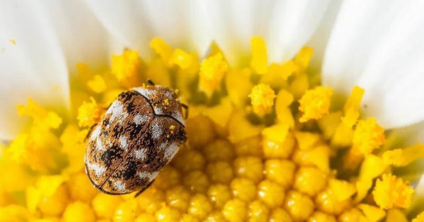 carpet beetle carpet beetle