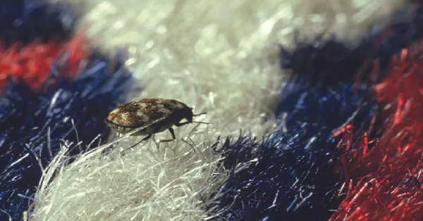 carpet bugs carpet bugs