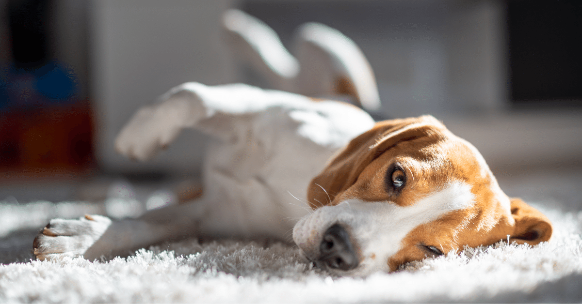 How to Clean Dog Pee From Carpets? (This is The Right Way) Carpet and