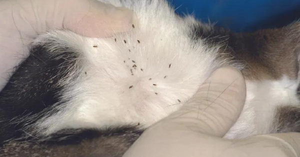 fleas on wool fleas on wool