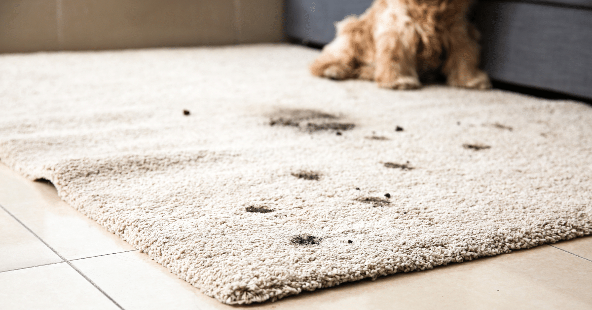 5 Reasons Why Is Your Cat Peeing On the Carpet (Prevention Tips