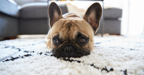 Berber Carpet Good for Dogs Berber Carpet Good for Dogs