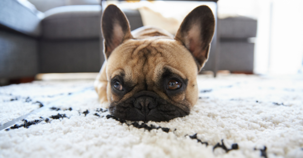 Berber Carpet Good for Dogs