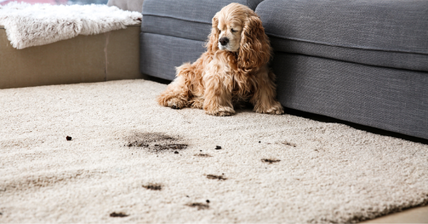 Dirty Trails on Carpet Dirty Trails on Carpet