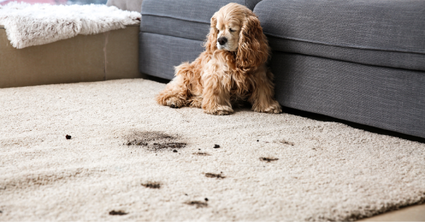 Dirty Trails on Carpet