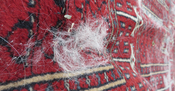Dog fur on carpet Dog fur on carpet