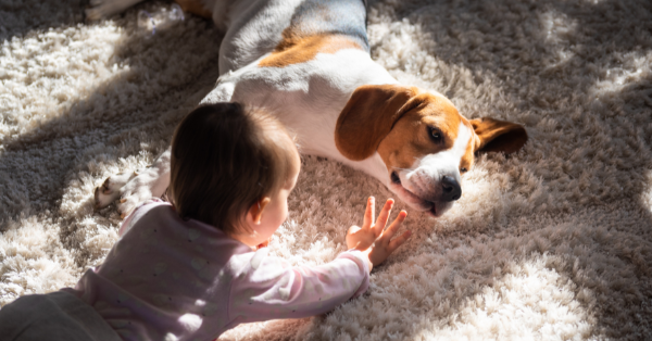 dog lies on the carpet