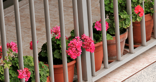 flowery plants