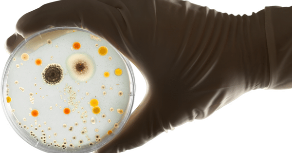 Pathogenic bacteria Pathogenic bacteria