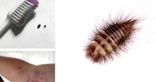 Carpet Beetle larvae Carpet Beetle larvae