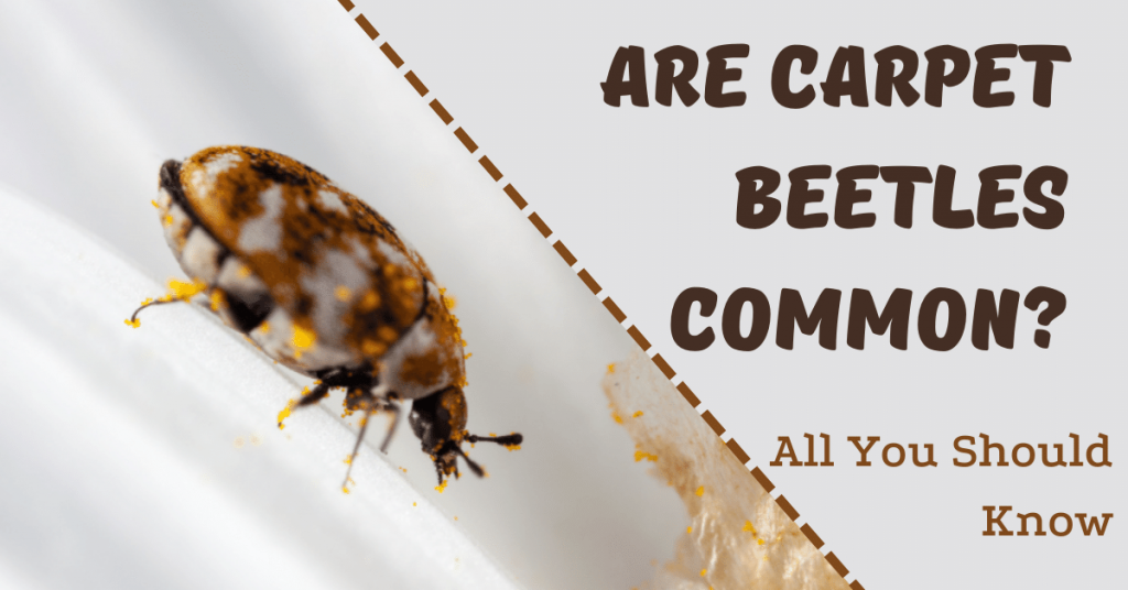 Carpet Beetles Common Carpet Beetles Common