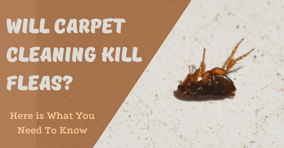 Will Carpet Cleaning Kill Fleas? (Here is What You Need To Know