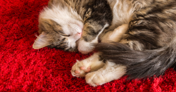 Carpeting warmer tiles