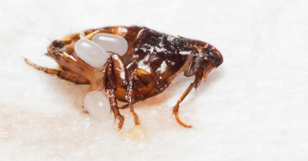Flea eggs Flea eggs