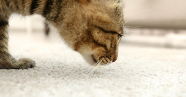 cat sniffing the carpet