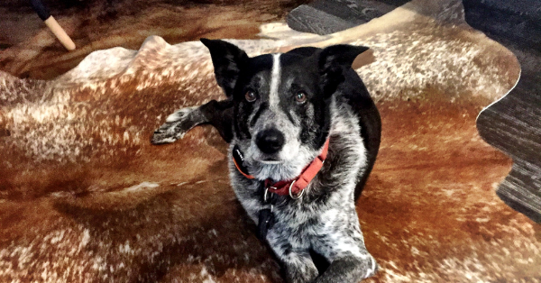dog lie on cowhide dog lie on cowhide