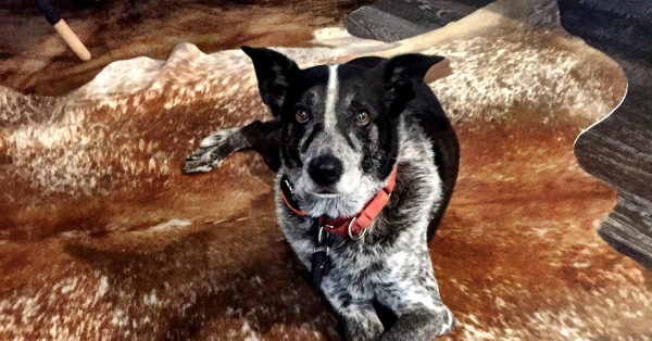 dog lie on cowhide