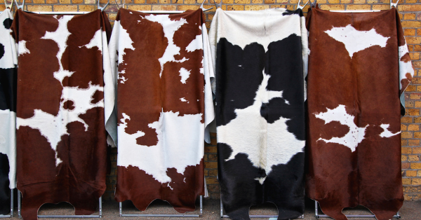 dry cowhides dry cowhides
