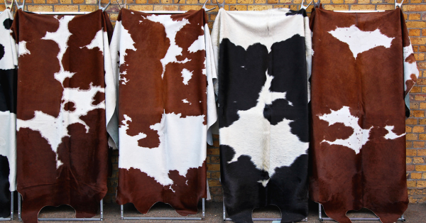 dry cowhides