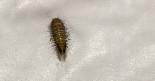 Beetle Larvae